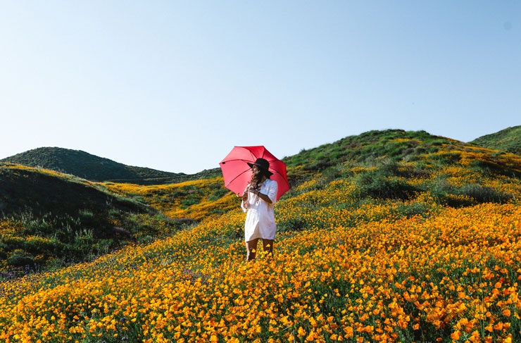 A woman with a red umbrella standing in a field of yellow flowers. 