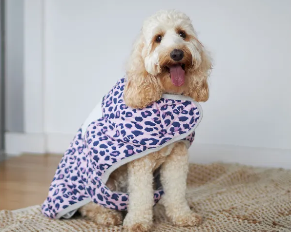 A pooch dressed in Kazoo's Purple Panther Snuggie