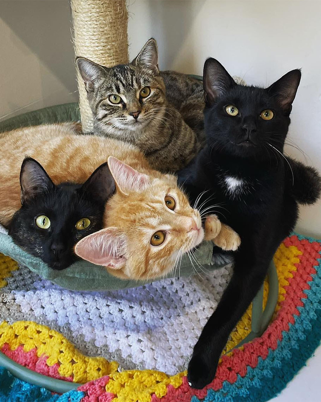 If we fits, we sits. Cats huddle extremely cutely at Purrs and Beans.