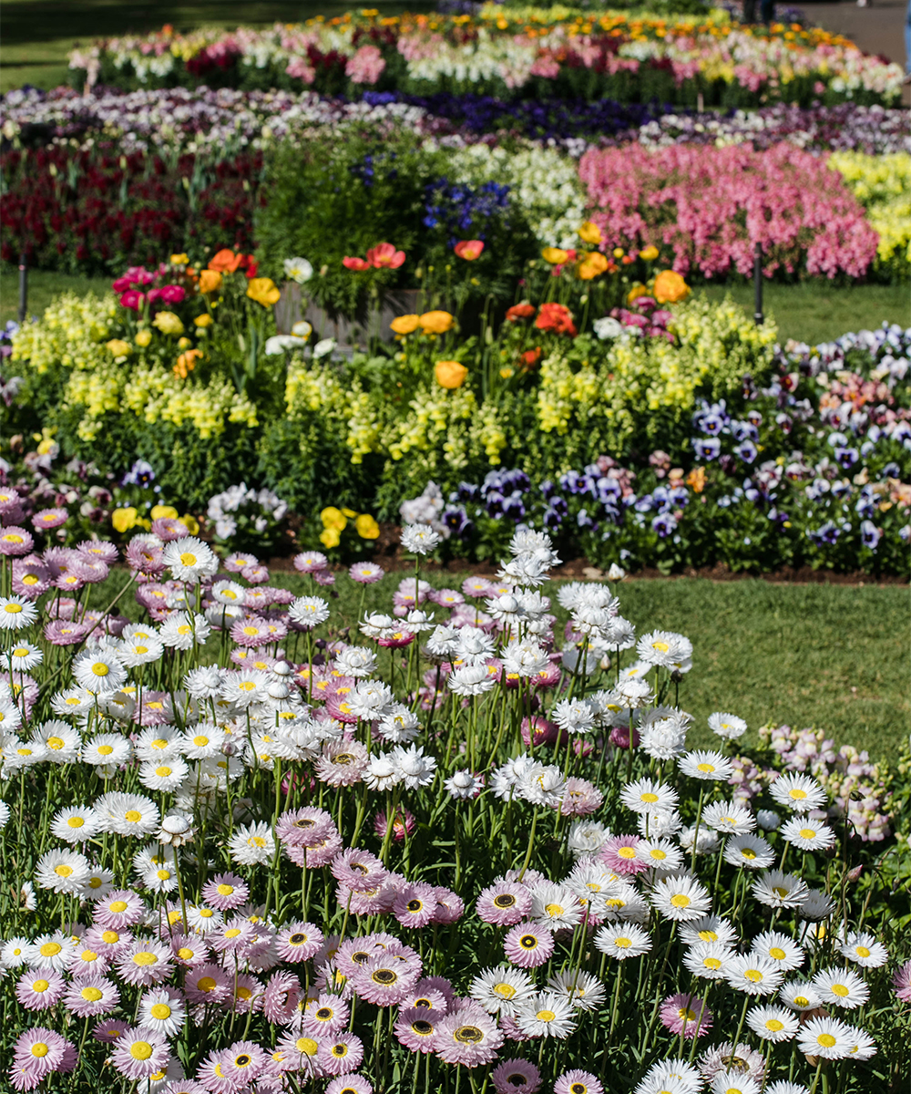 A Park filled with flowers