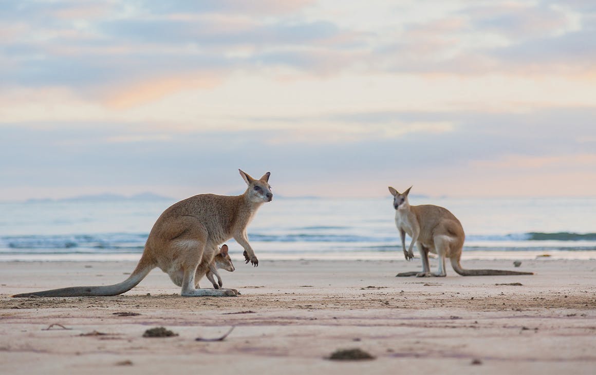 Two wallabies on a beach at sunset