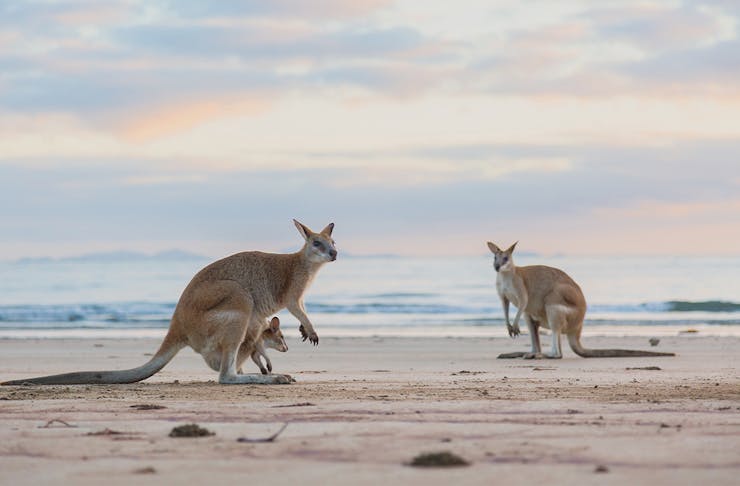 Two wallabies on a beach at sunset
