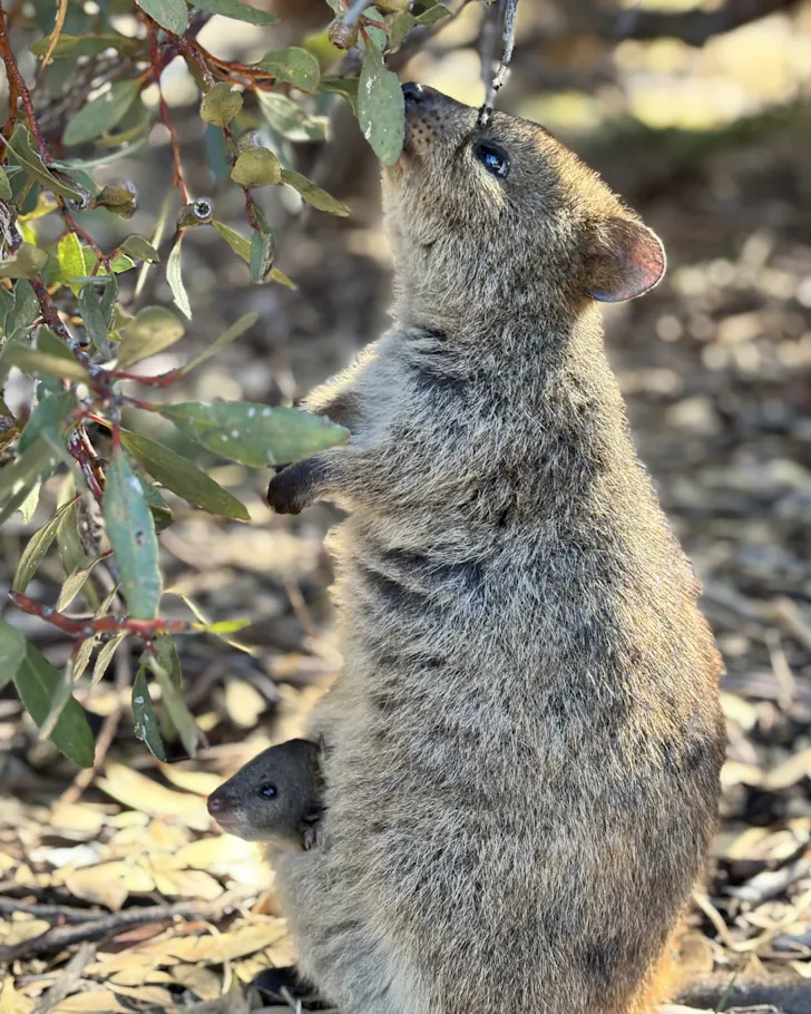 quokka spotting on rottnest island
