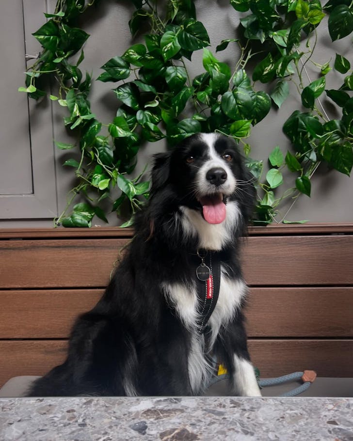 rag and famish sydney's best dog-friendly pubs