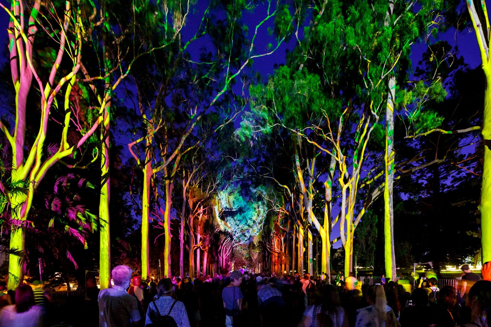 rainbow lights on trees with crowds below