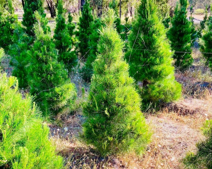 Where To Buy Real Christmas Trees In Perth URBAN LIST PERTH