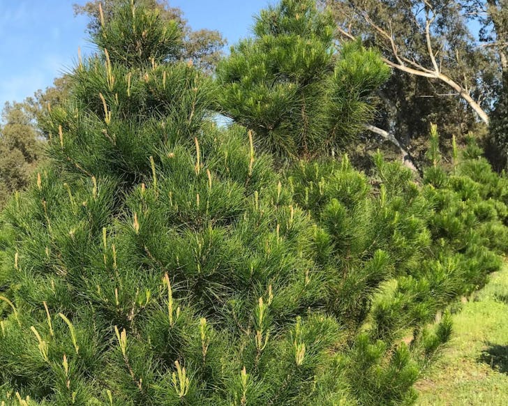 Where To Buy Real Christmas Trees In Perth URBAN LIST PERTH