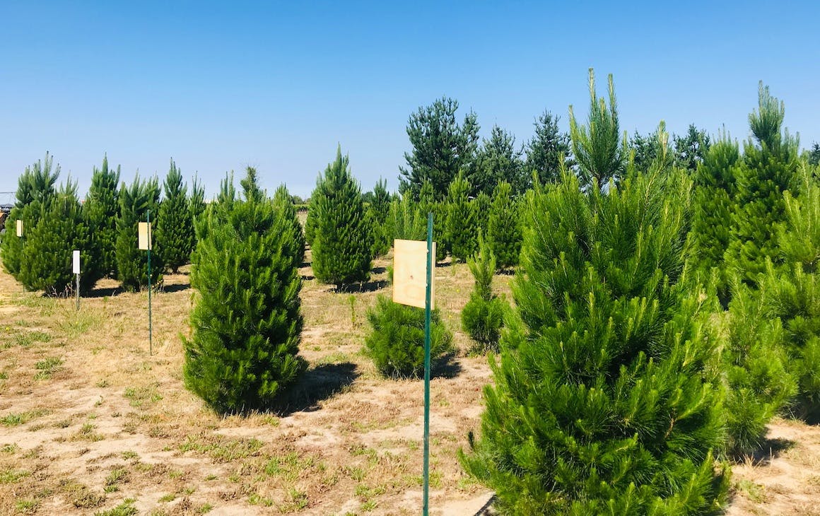 rows of real Christmas trees at a Perth farm