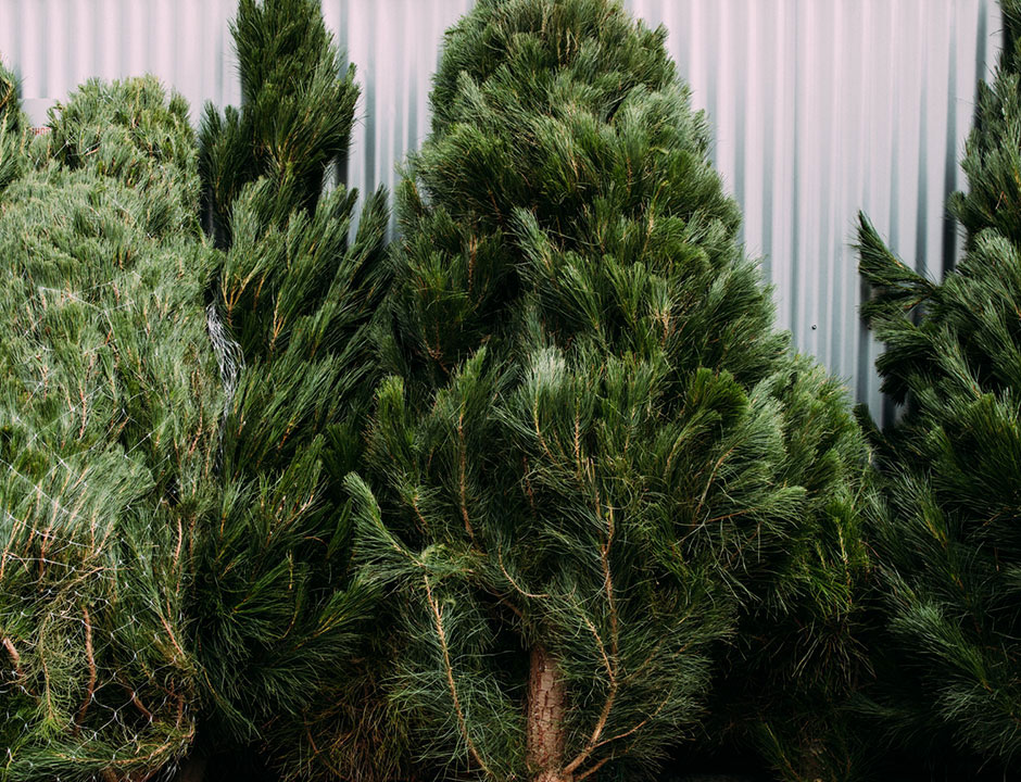 Where To Buy Real Christmas Trees In Sydney URBAN LIST SYDNEY