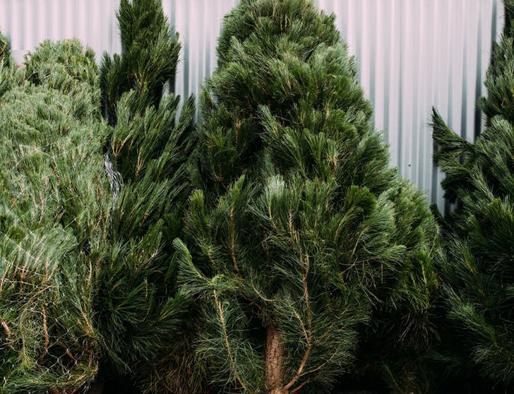 Where To Buy Real Christmas Trees In Sydney URBAN LIST SYDNEY