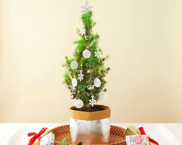 Where To Buy Real Christmas Trees In Sydney URBAN LIST SYDNEY