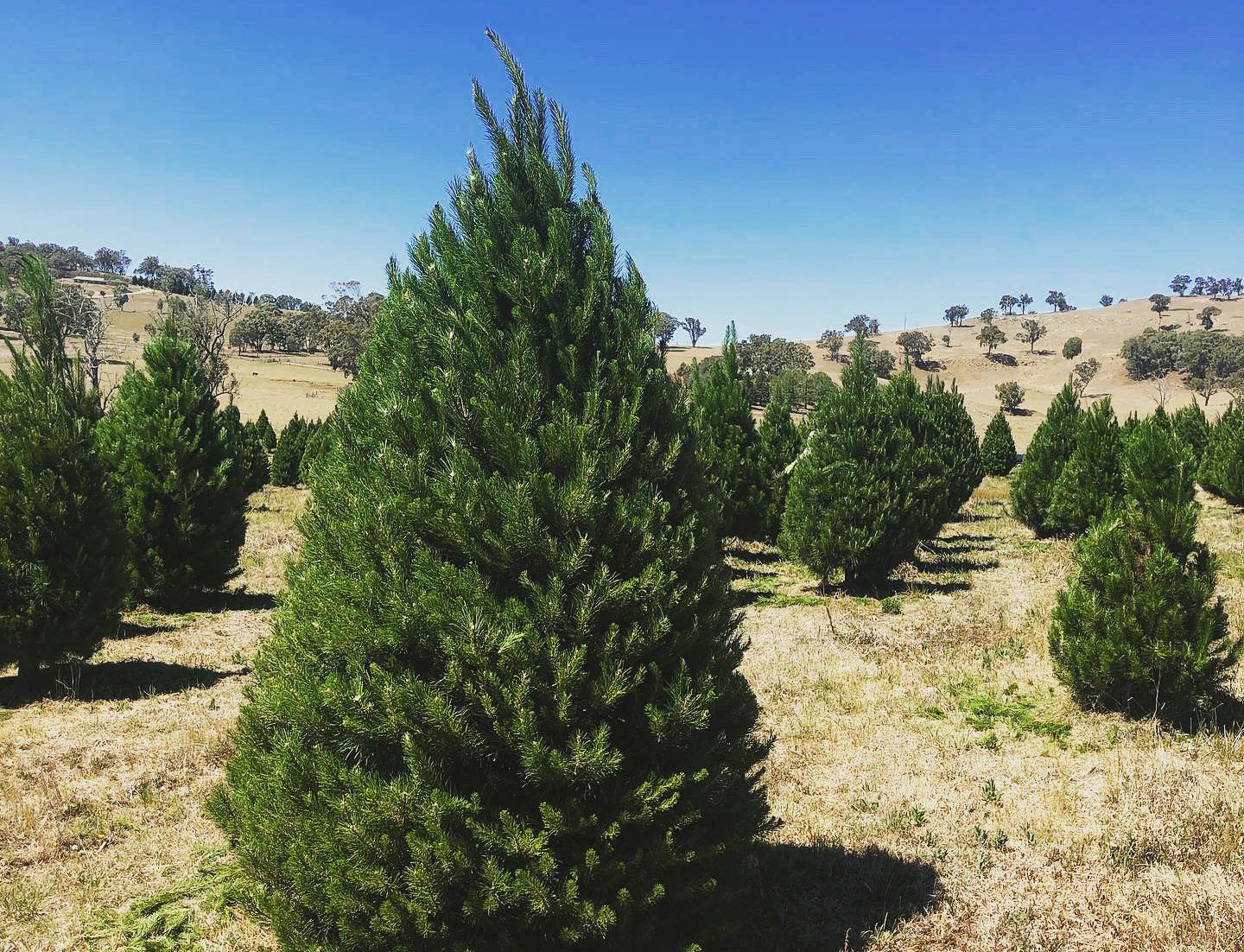 Where To Buy Real Christmas Trees In Sydney URBAN LIST SYDNEY