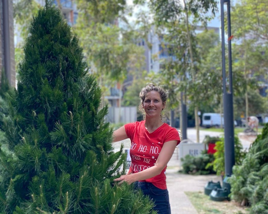Where To Buy Real Christmas Trees In Sydney URBAN LIST SYDNEY