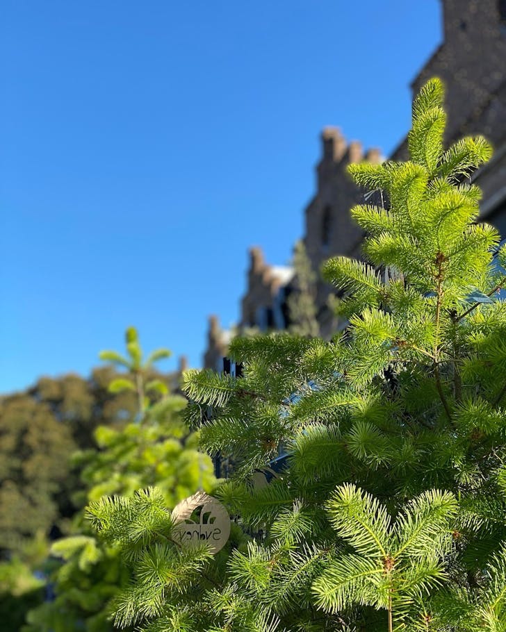 real christmas trees sydney pick a tree