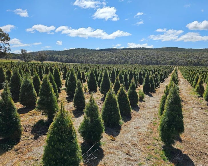 real christmas trees sydney willy's farm