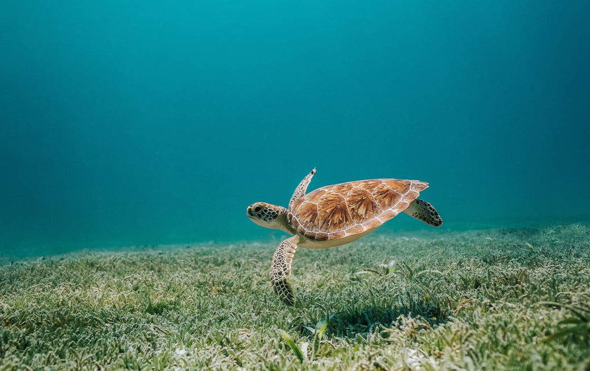 a sea turtle swimming in the ocean