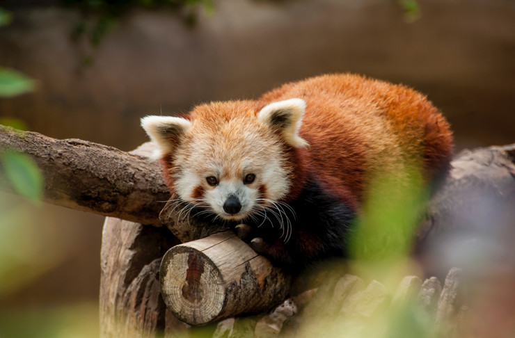 Red Panda Encounters At Melbourne Zoo | URBAN LIST MELBOURNE