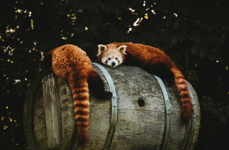 red-panda-encounters-melb-zoo