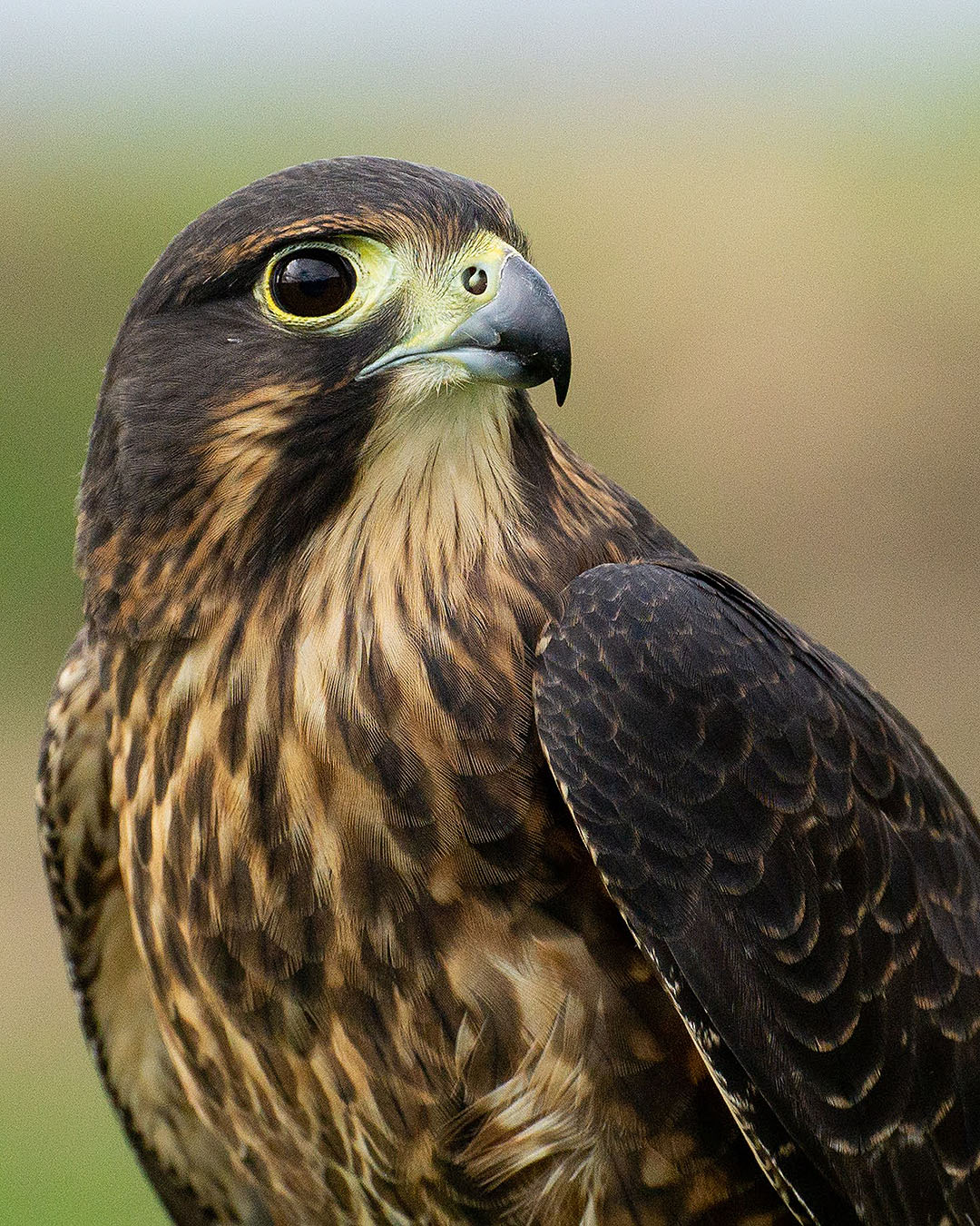A stunning close up view of a New Zealand falcon.