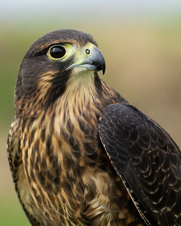 A stunning close up view of a New Zealand falcon.