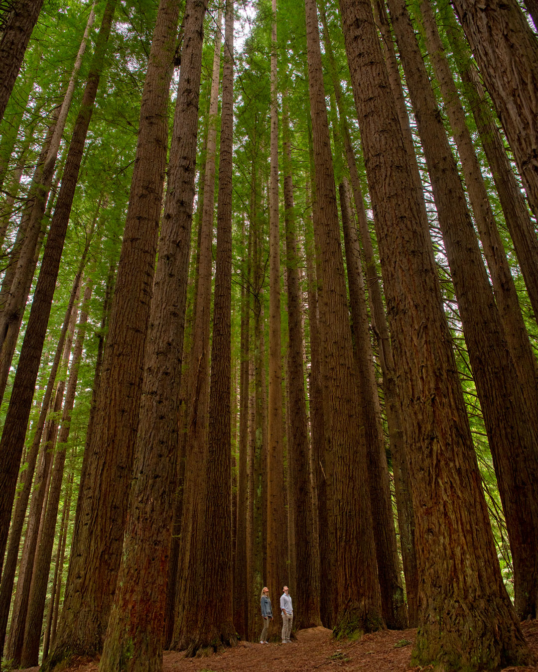 Two people looking up trees at one of the best walks in Victoria. 