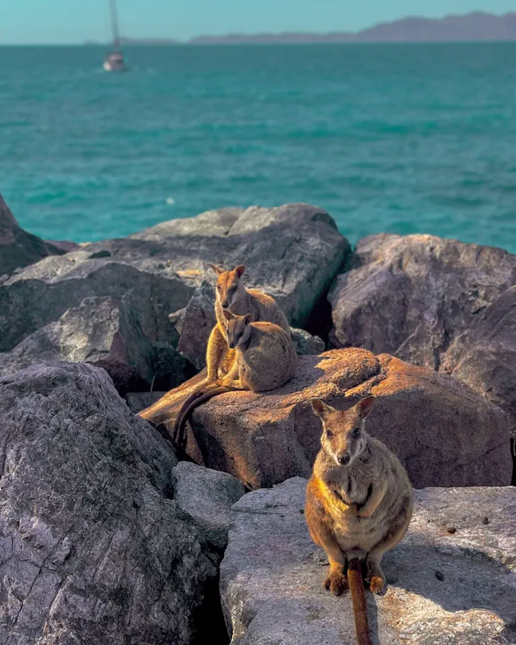 Three Rock Wallabies perched on the rocks at Magnetic Island. 