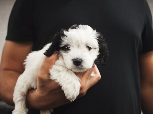 Rspca S 29 Adoption Sale Is On This Weekend Central Telegraph