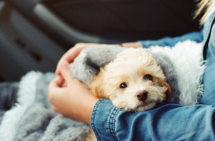 rspca dog adoption drive