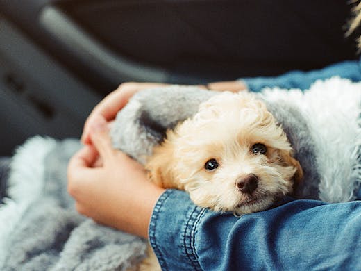 You Can Adopt A New Best Friend For 29 This Weekend Urban List Sydney