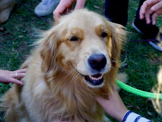 Rspca Victoria