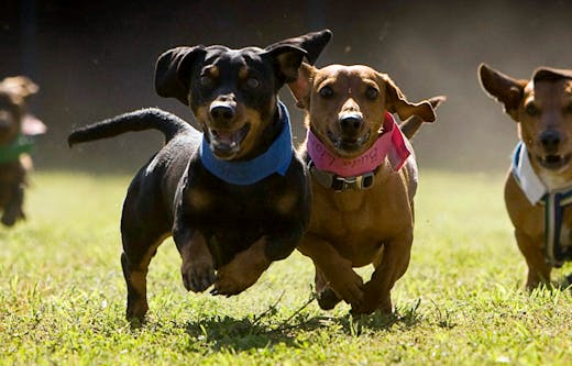 Dog gets in on sausage race, 04/30/2023