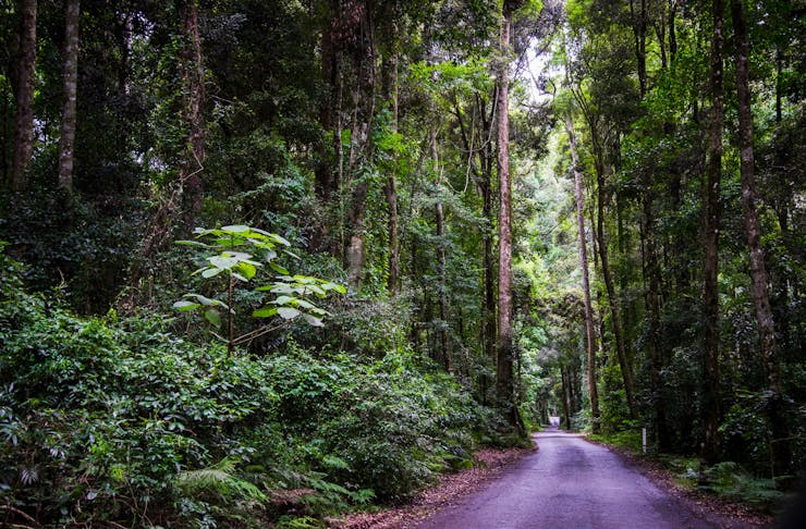 A narrow, empty road surrounded by lush rainforest on the Gold Coast. 