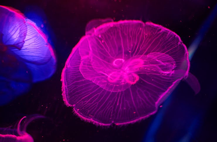 A jellyfish floating through the water in the dark, lit up by bright pink neons lights.