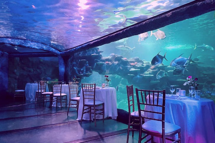 Private dining tables at Sea Life Sydney aquarium 