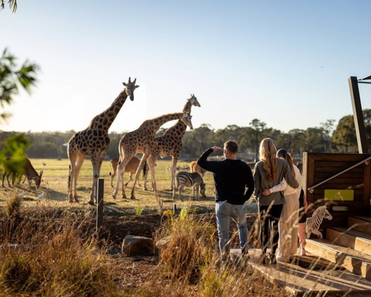 Giraffes pictured at the western plains taronga zoo