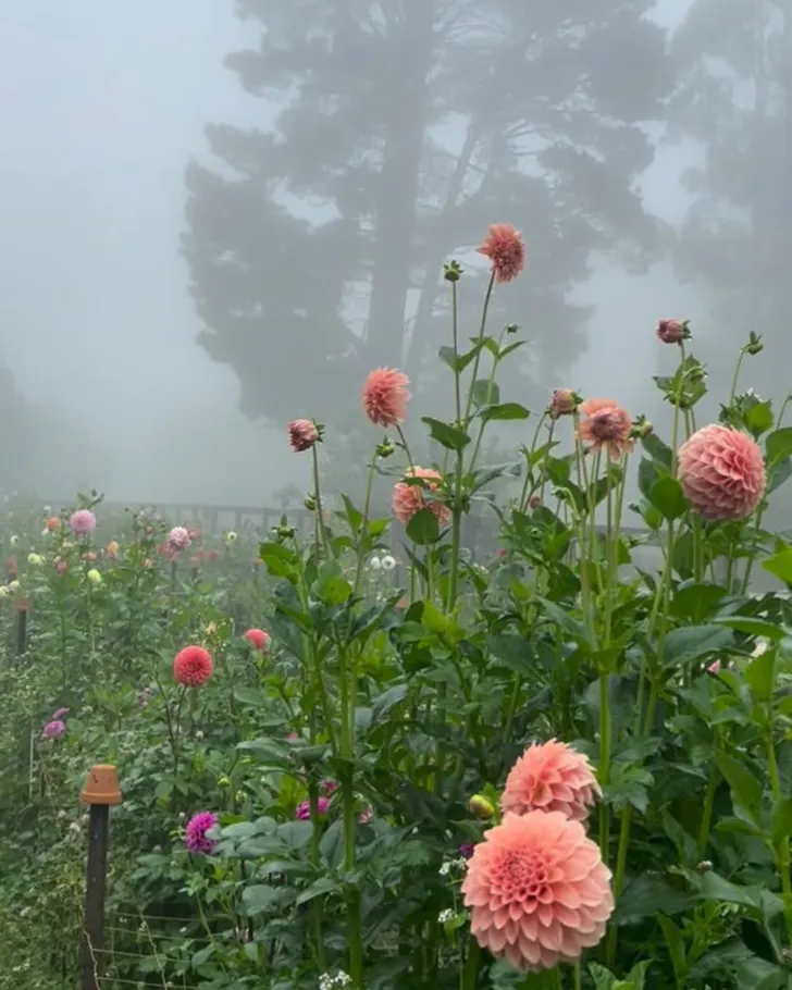 Southern Highlands Flower Farm