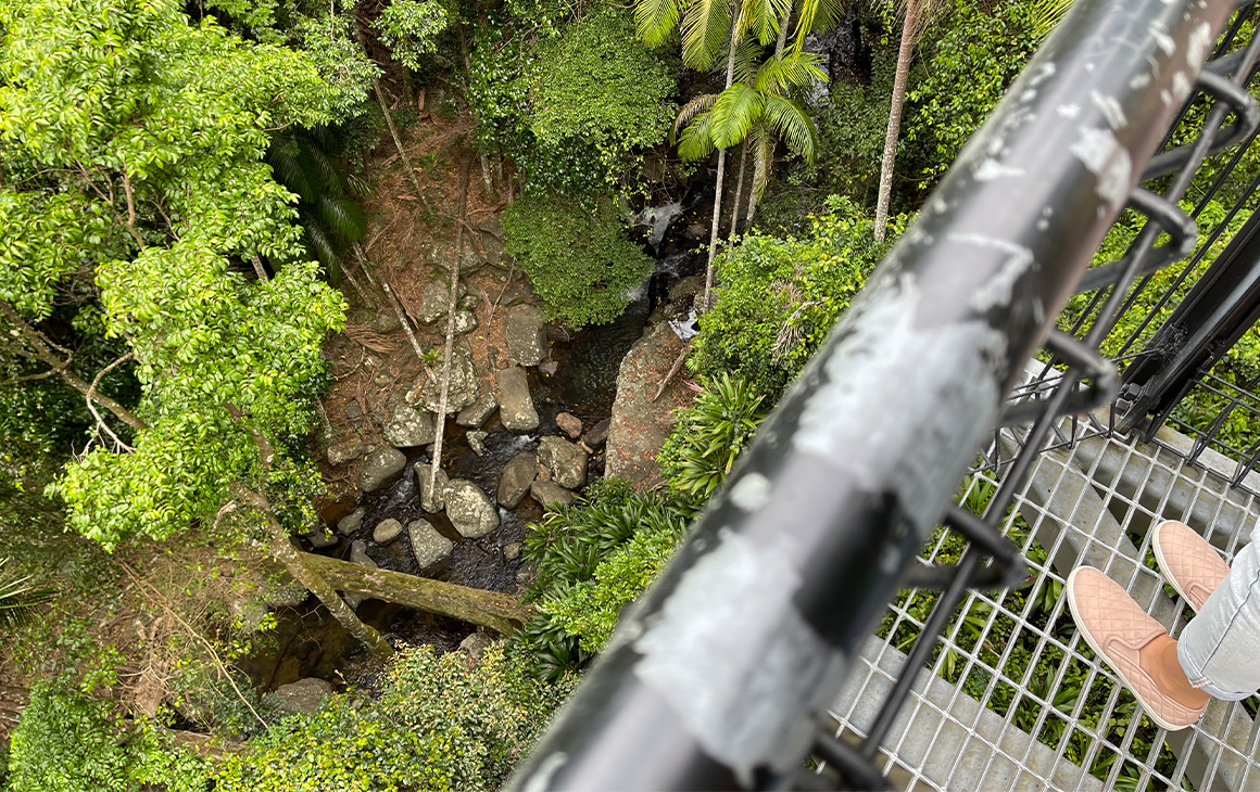 looking down into a rainforest