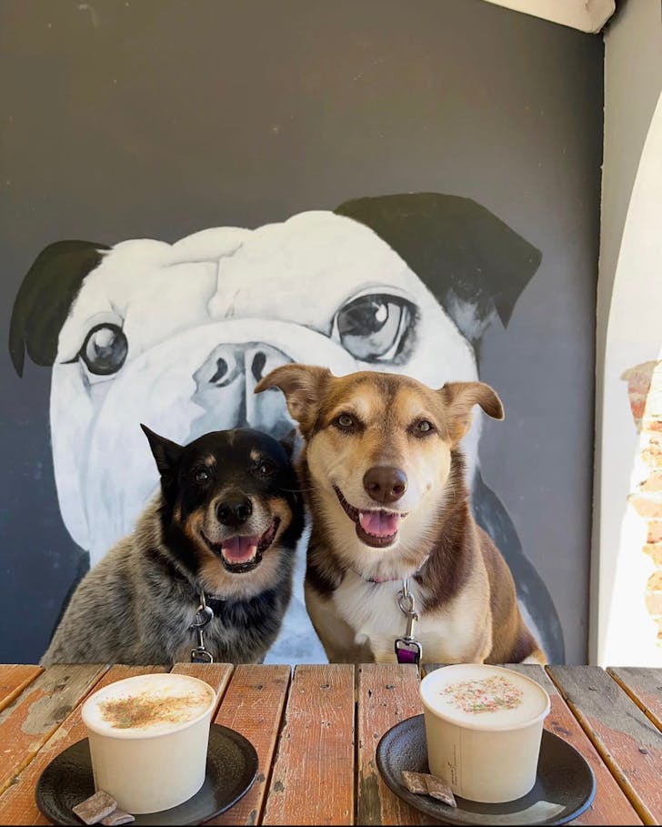 Two dogs at a dog friendly cafe in Perth