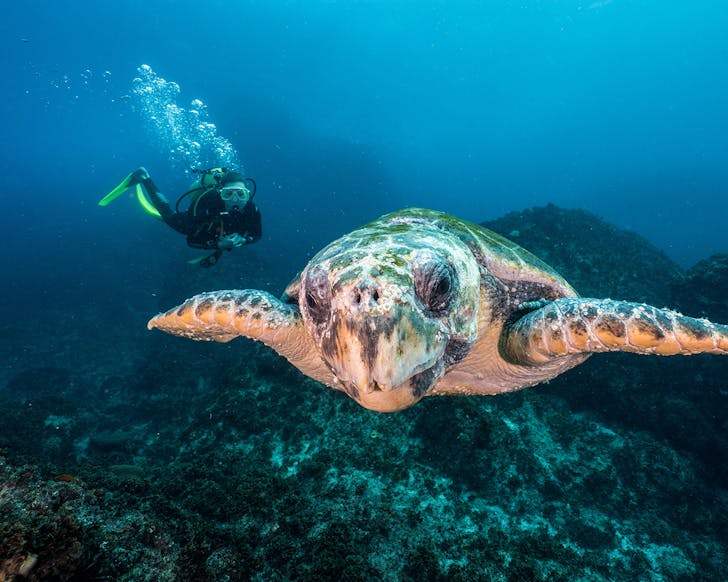 snorkelling spots sydney best things to do