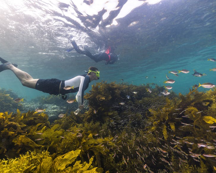 snorkelling sydney cabbage tree bay manly