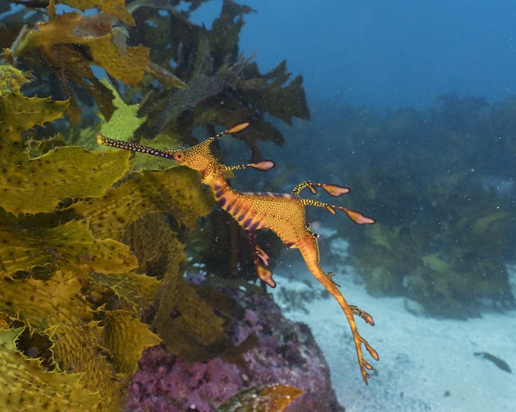 snorkelling sydney kurnell sea dragon