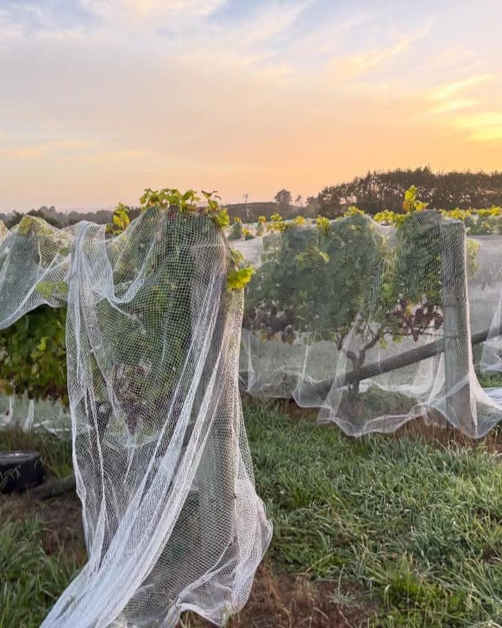 Soljans Estate Winery