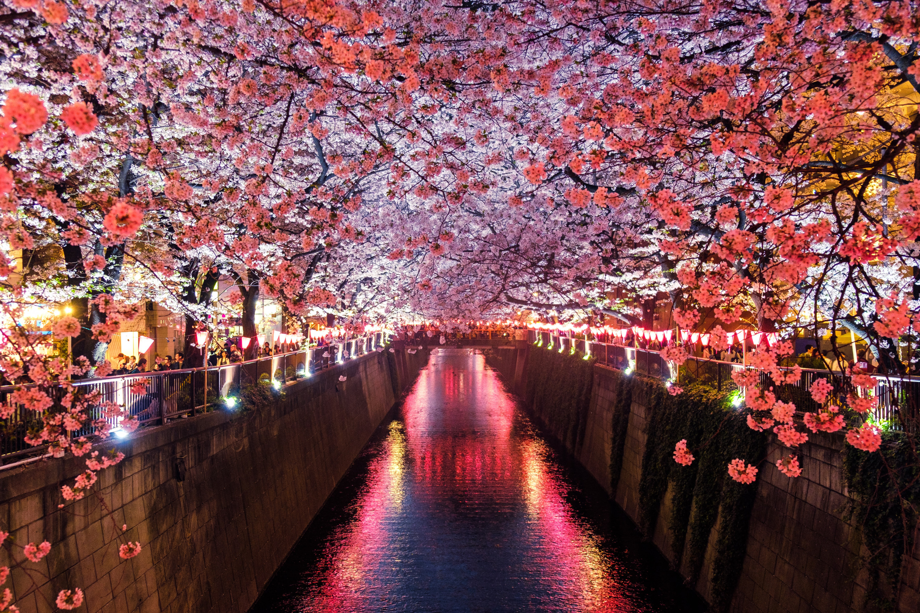 japanese cherry blossom lights