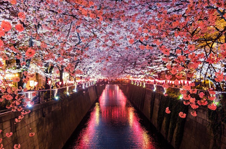 A canal lit up by vibrant pink lights and hugged by bright pink cherry blossoms in Matsuno Japan.