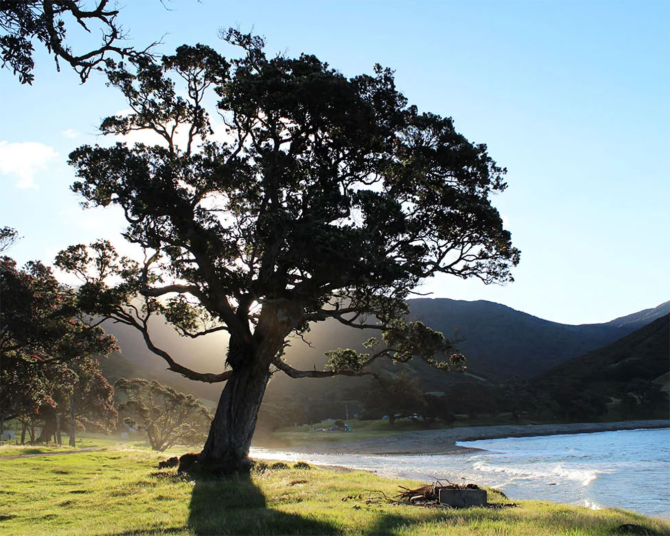 A lone tree at Stony bay, one of the best campsites on the coromandel.
