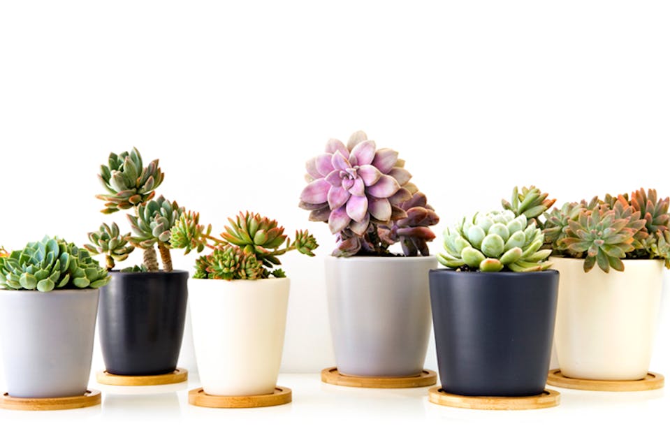 Where To Buy Succulents In Sydney URBAN LIST SYDNEY