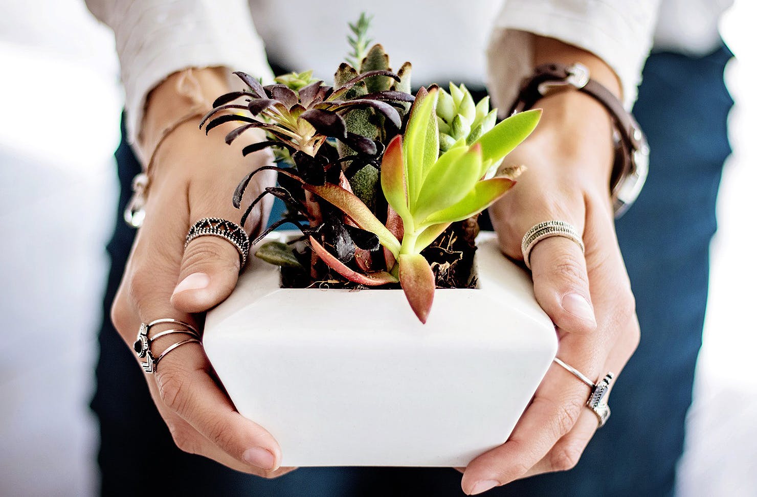 A person holds a small succulents in their hands.