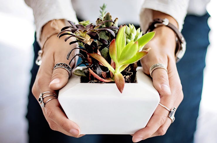 A person holds a small succulents in their hands.