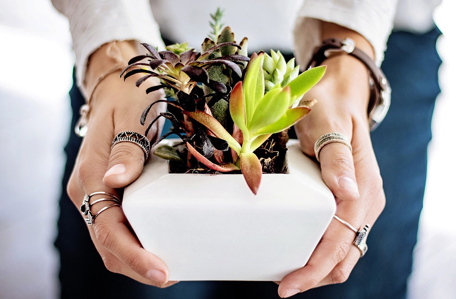 A person holds a small succulents in their hands.