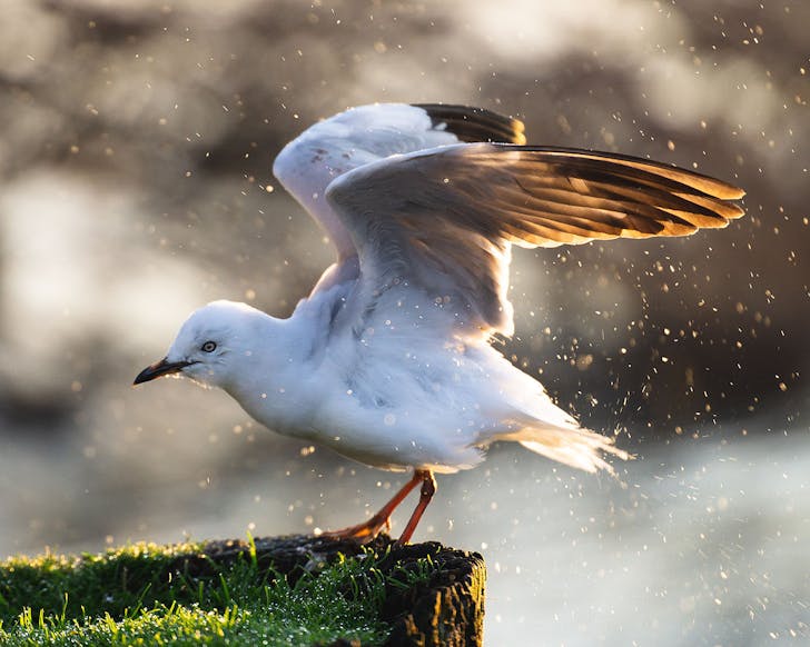 A native bird spotted at Rotorua's Sulphur Point.